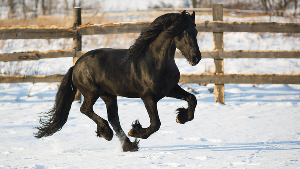 Friesian horse galloping in snow, winter horse hoof care tips