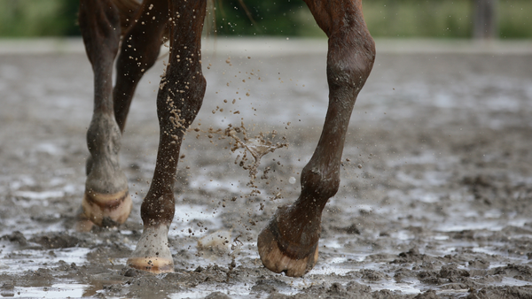 horse trotting through mud, horse grooming, grooming kits for horses