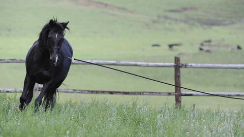black horse lunging on a hill in green grass, groundwork exercises for horses