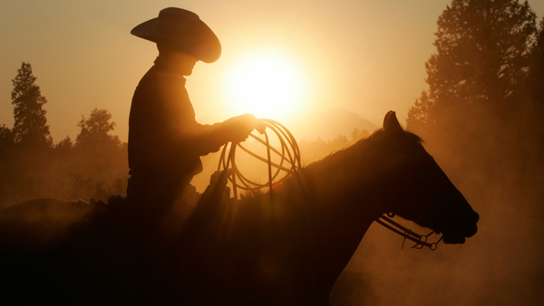 trail horse, trail riding at sunset