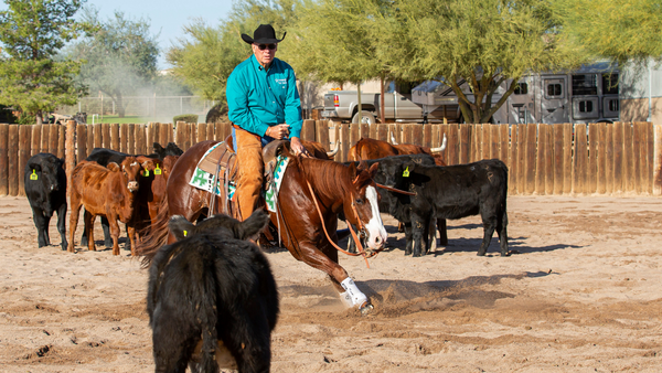 western riding horse safety