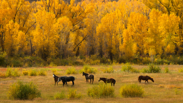 men's equestrian clothing for fall, horses grazing in an autumn pasture, men's english riding breeches