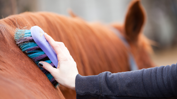 horse grooming, grooming kits for horses