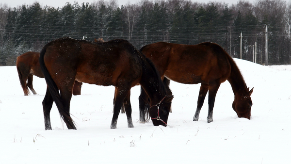 cold horses, TuffRider horse blanket, medium weight horse blanket, two horses in the snow.