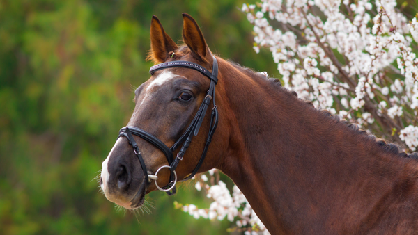liver chestnut standing against floral background, spring horse hoof care tips