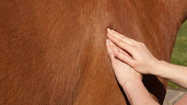 two hands pressing into chestnut horse's shoulder for horse massage, horse equipment, horse gear, clearance horse tack