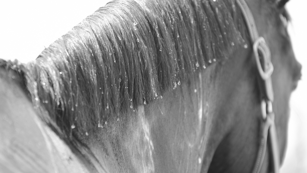 clean your horse's mane before working on your horse show braids