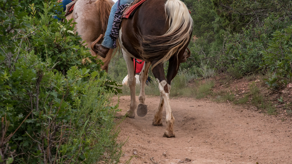 trail riding equestrian safety