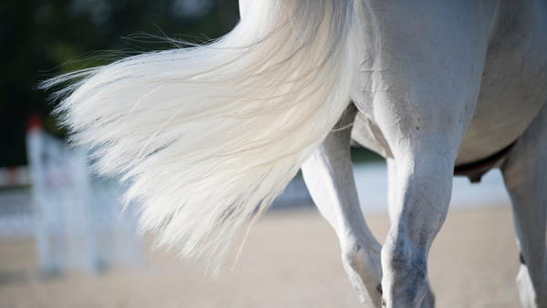 clean white horse tail after horse bath