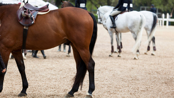 horse show equestrian safety