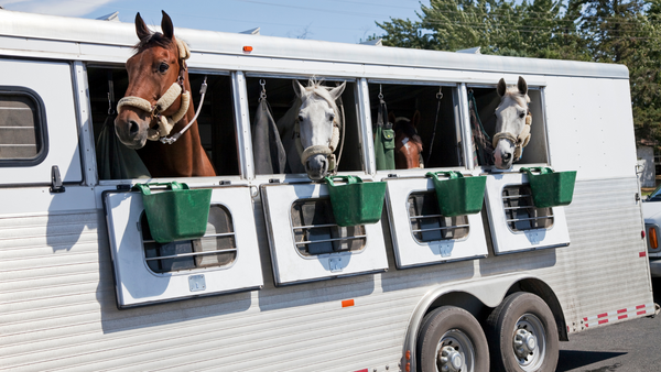 horse riding safety gear, four horses poke their heads out of a white trailer