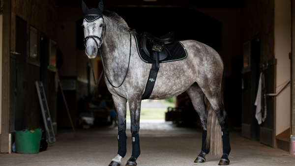 Equestrian Black friday, gray horse stands in barn aisle wearing black saddle pad