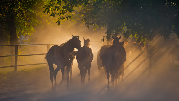horses walking in the dust on a hot day, signs of dehydration in horses
