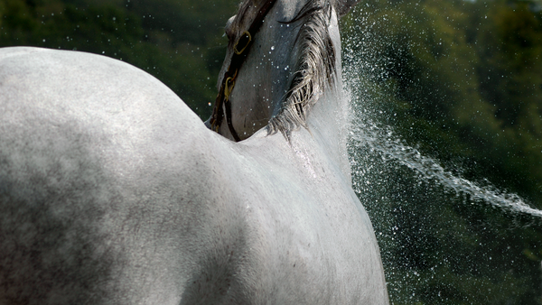 horse bath