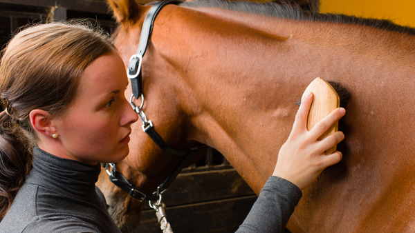 equestrian safety while grooming horses