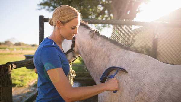 using sweat scraper after horse bath