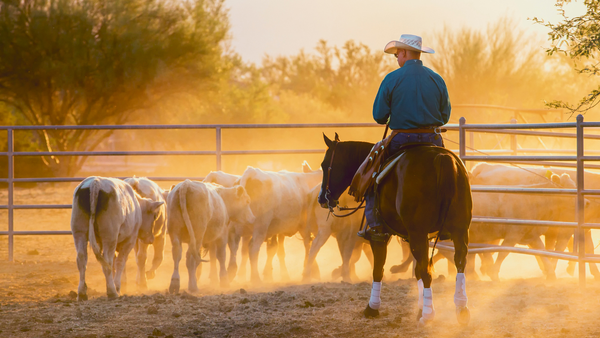 horse riding safety gear, cowboy on a chestnut horse herds white cows at sunset