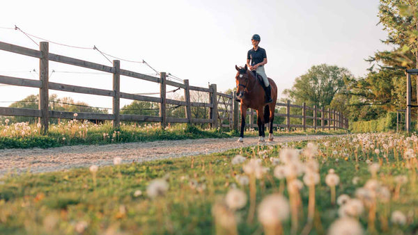 dressage horse trail riding on path through meadow, positive reinforcement training