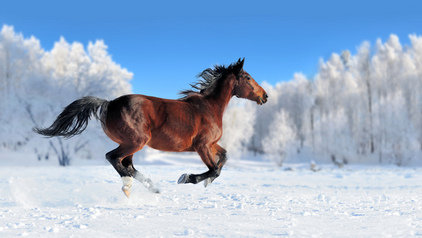 bay horse having fun in the snow without a horse blanket