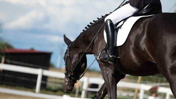 black dressage horse stretching after dressage test at competition, positive reinforcement training