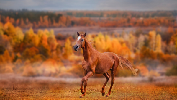 fall horse hoof care, chestnut horse running through field in autumn mountains