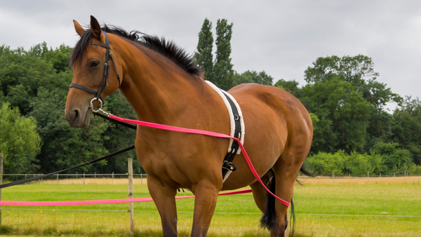 groundwork exercises for horses, ground driving bay horse