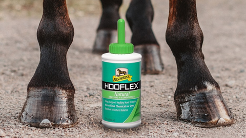 Horse stands with hoof conditioner between shiny front hooves, EcoRider
