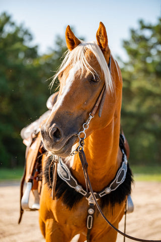 trail riding, horse trail rides, horseback trail riding