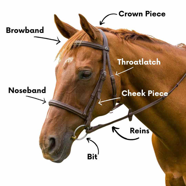 parts of the bridle, parts of horse tack, bridle