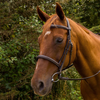 chestnut horse wearing a brown bridle, parts of the bridle