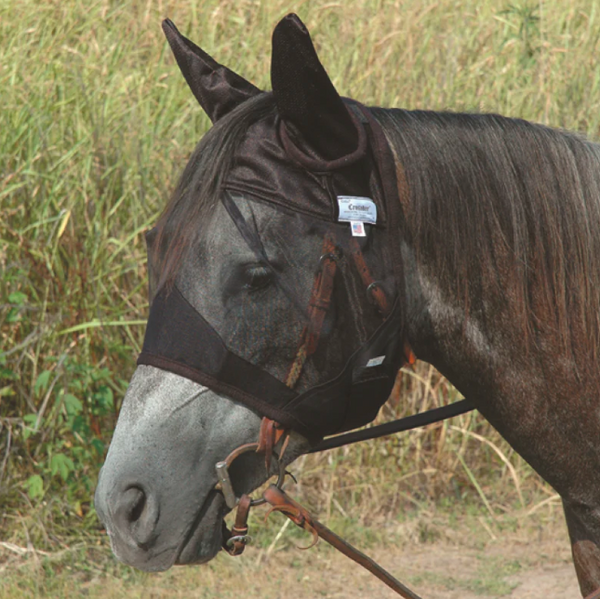 trail horse with fly mask, horseback trail riding