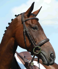 equestrian riding gear bridle