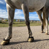EAsycare Trail Boots for winter trail riding, modeled on a dappled grey horse standing on pavement