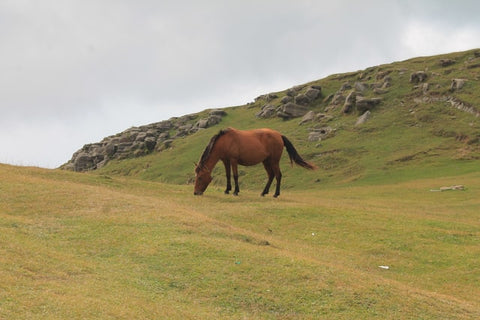 Be an EcoRider, practice green pasture management. Bay horse standing in rocky, overgrazed field.
