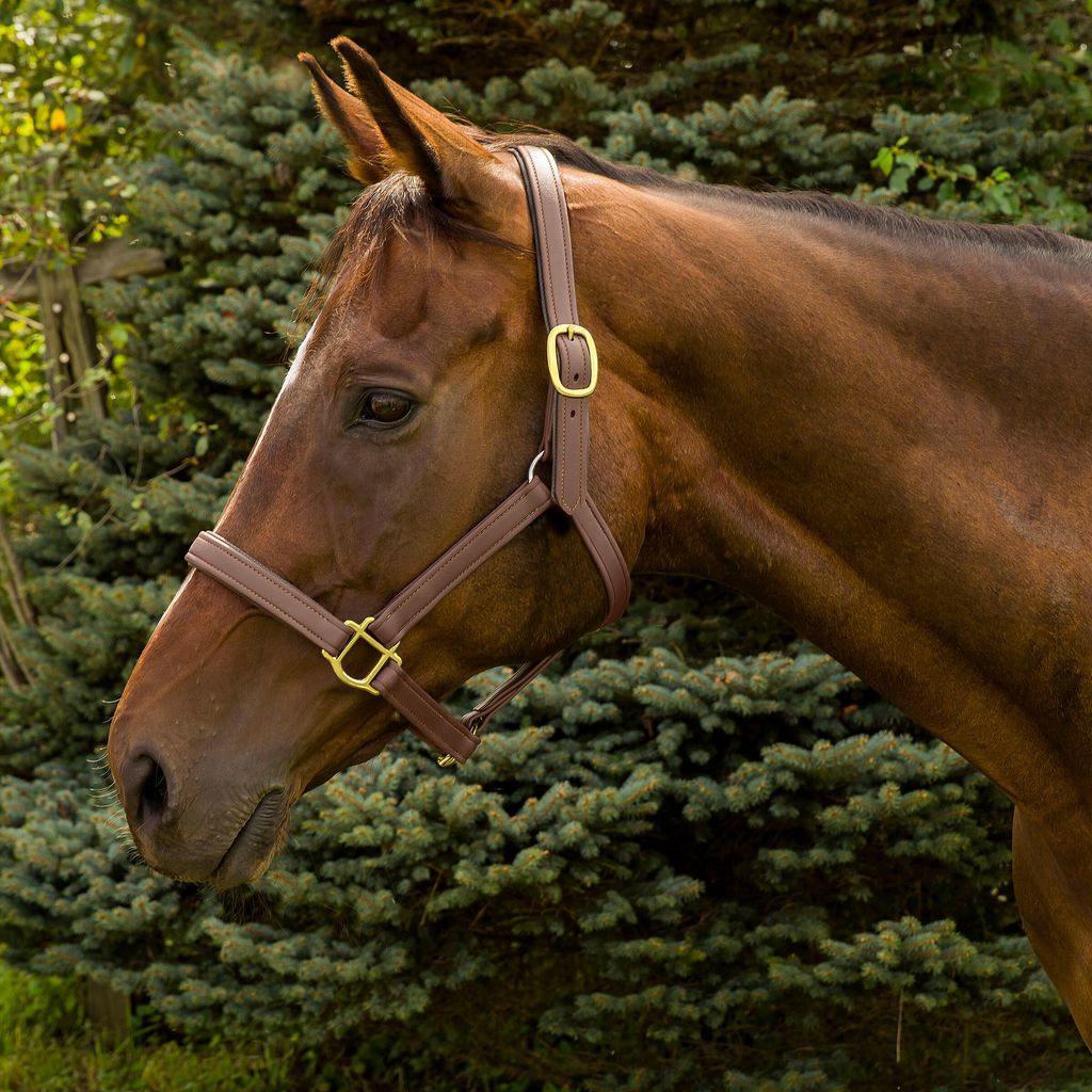 Premium Leather Grooming Halter Collection I18n Error: Missing  interpolation value page for Page {{ page }} 