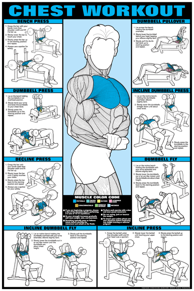 Algra Co-Ed Series Chest Workout Chart – The Fitness Store