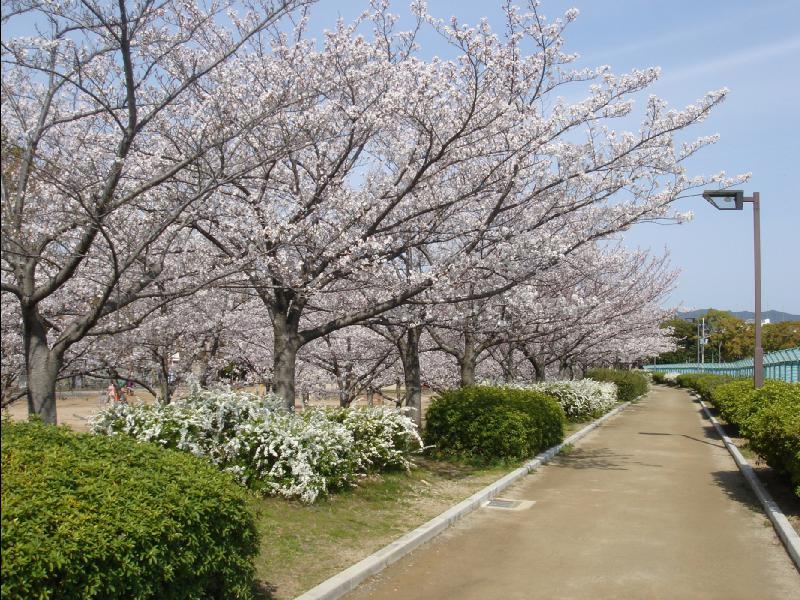 愛犬五月山公園とお花見