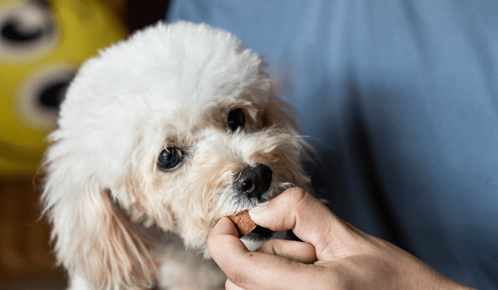 【獣医師解説】愛犬・愛猫のフィラリア予防を詳しく解説！