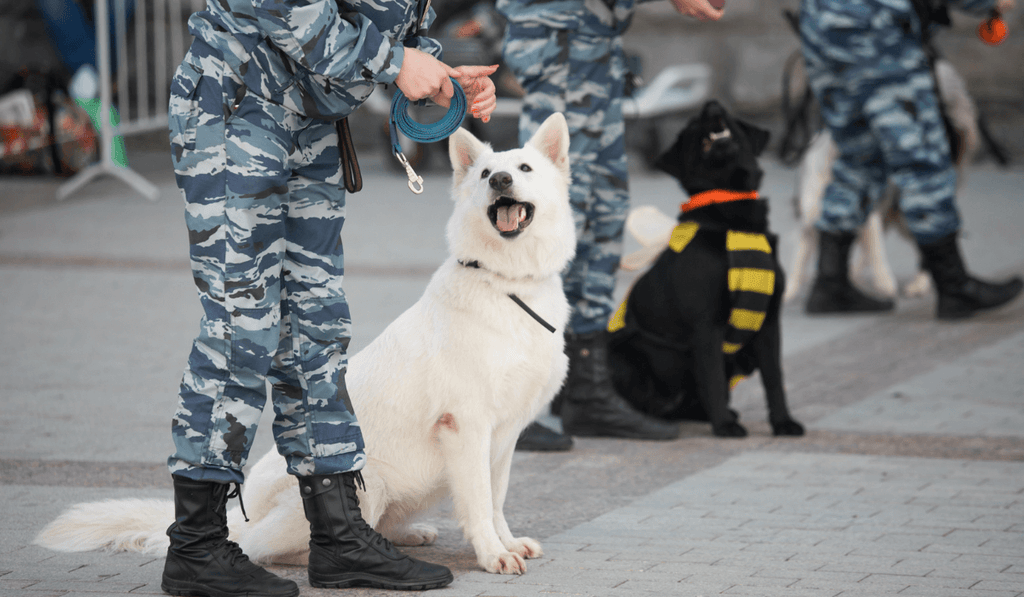 救助犬の様子