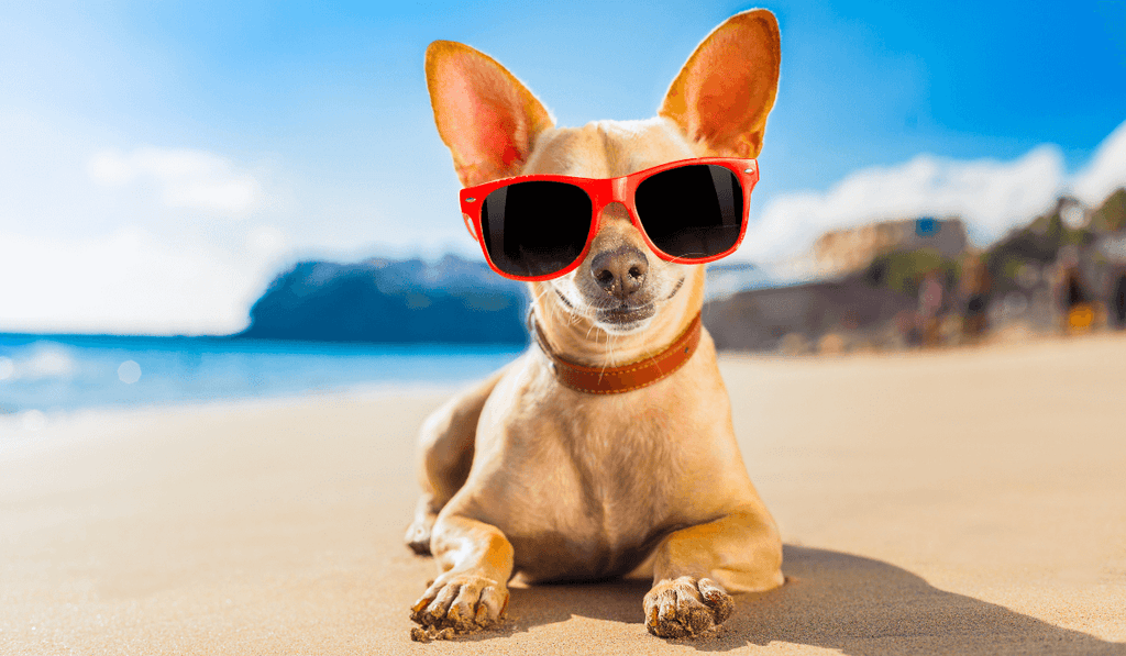 愛犬と夏の過ごし方