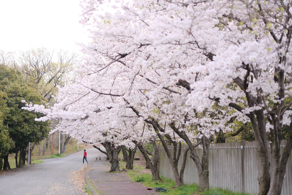 Pet dog Hattori Ryokuchi Park and cherry blossoms