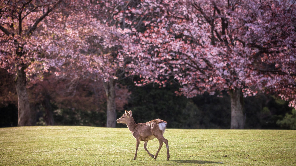 奈良公園と桜