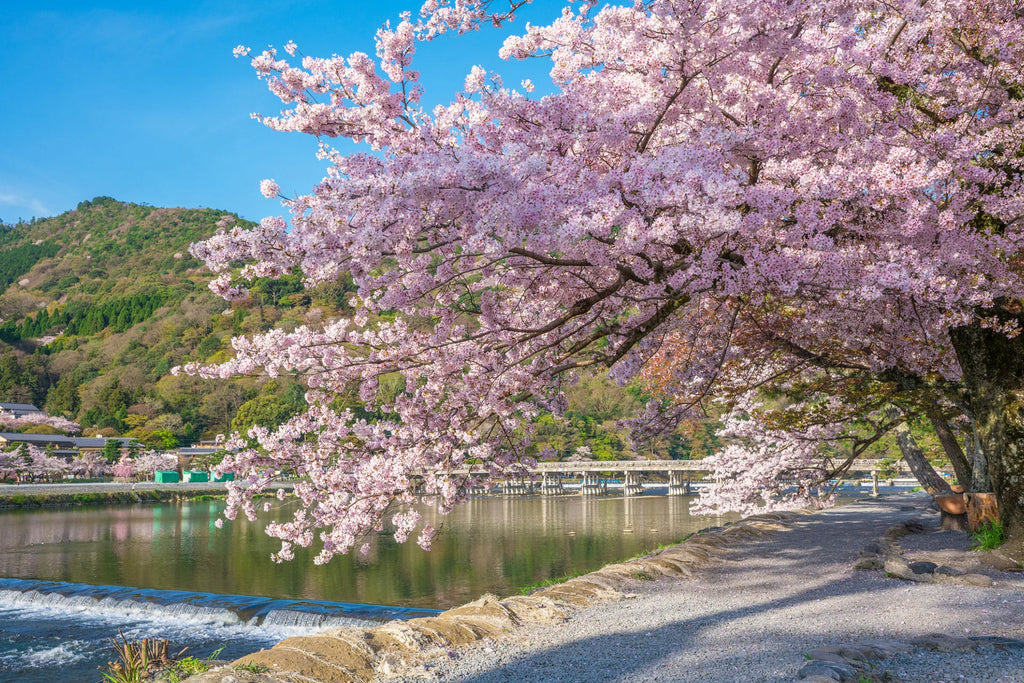 愛犬と嵐山公園でお花見