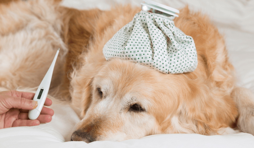 愛犬の熱中症対処法