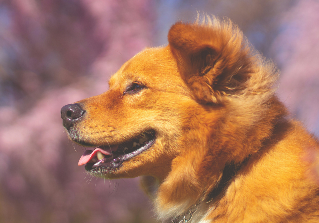 愛犬と桜