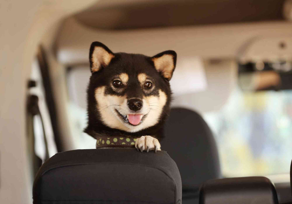 愛犬の車内での様子