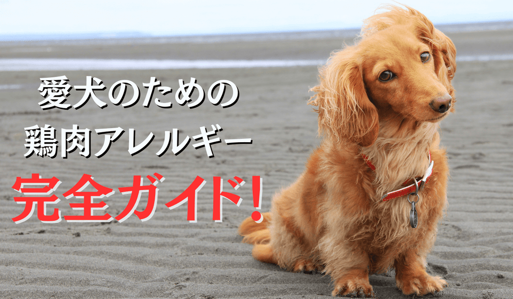 愛犬のための鶏肉アレルギー完全ガイド