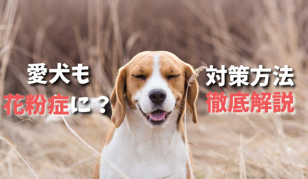 愛犬も花粉症に？　対策方法徹底解説