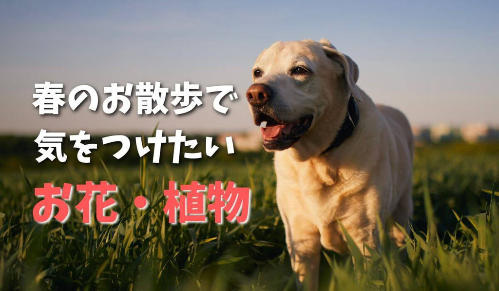 愛犬との春のお散歩　気をつけたいお花