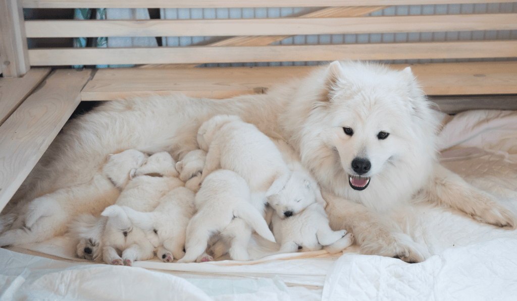 母犬と子犬